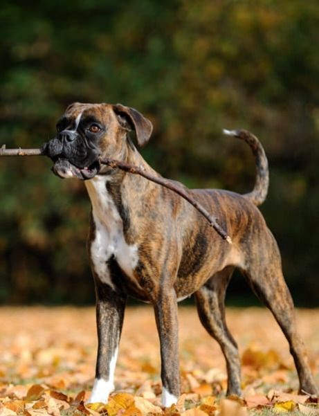 Boxer tigrado em pé no campo com graveto