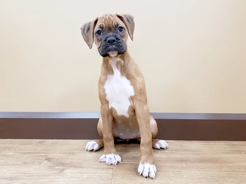 Boxer fêmea sentada.