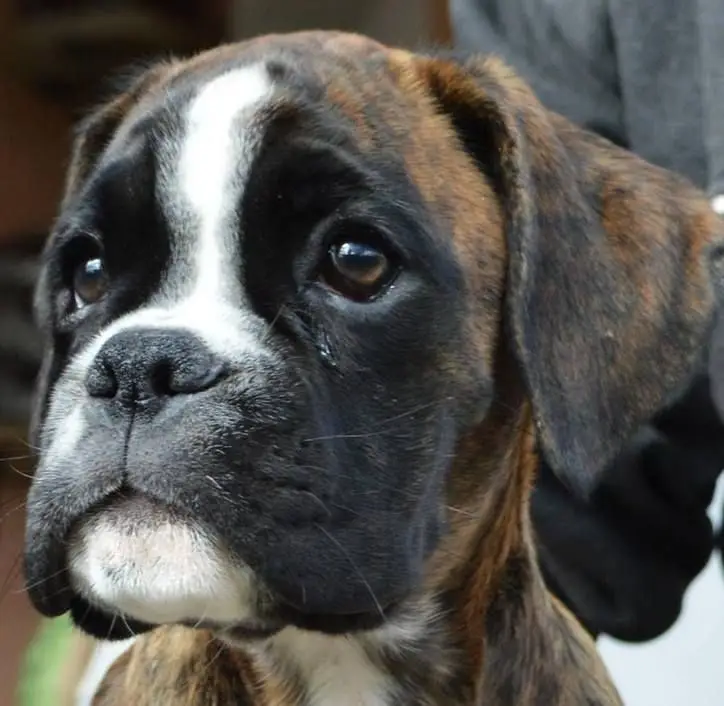 Boxer tigrado filhote.
