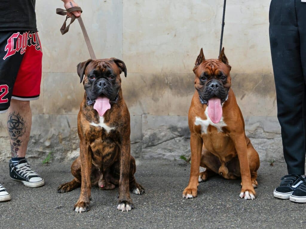 Dois Cachorros Boxer